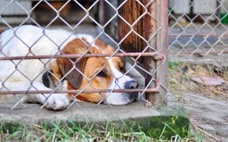 Pies leżący na ziemi, wyglądający na zmartwionego.