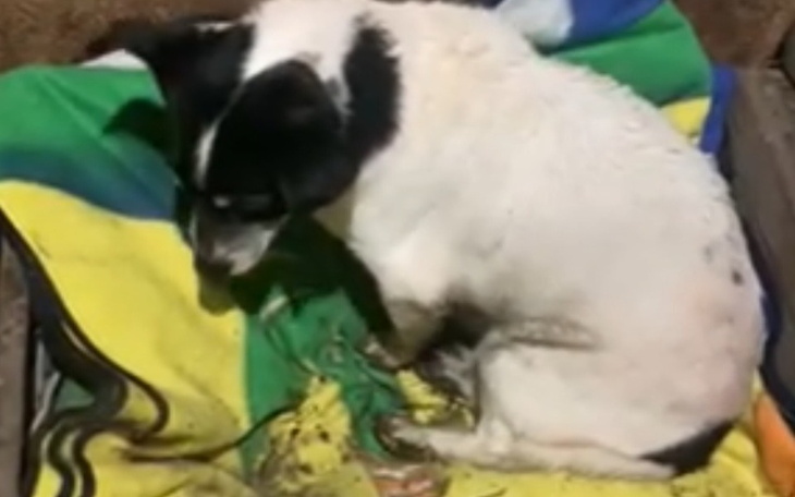 Zbiórka Na transport dla Babuśki - zdjęcie główne