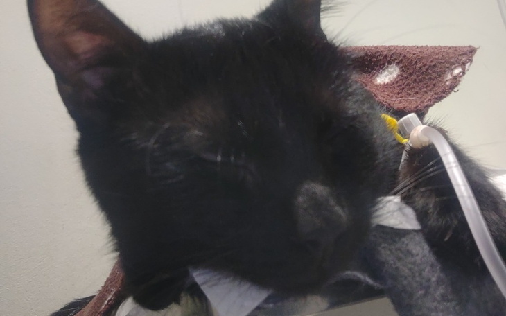 Zbiórka Gwiazdor Wspaniały Kot - zdjęcie główne