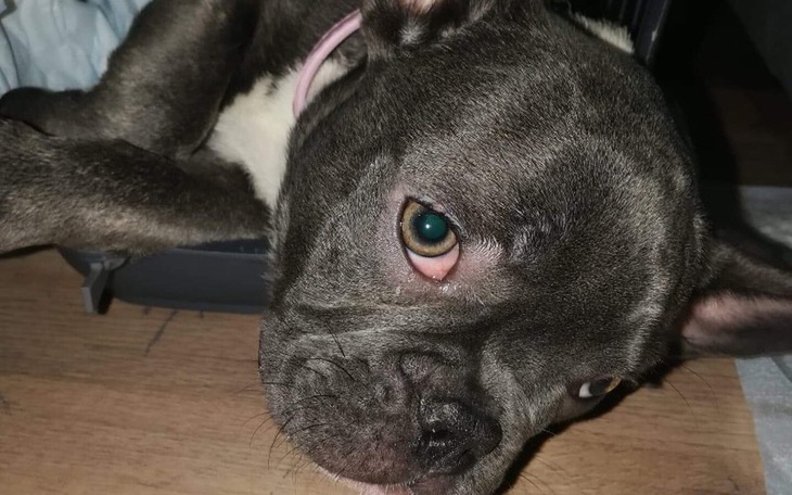 Zbiórka Zbieramy na malutka Bunię - zdjęcie główne