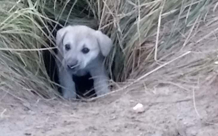 Zbiórka Klatki pułapki na dzikie pieski - zdjęcie główne