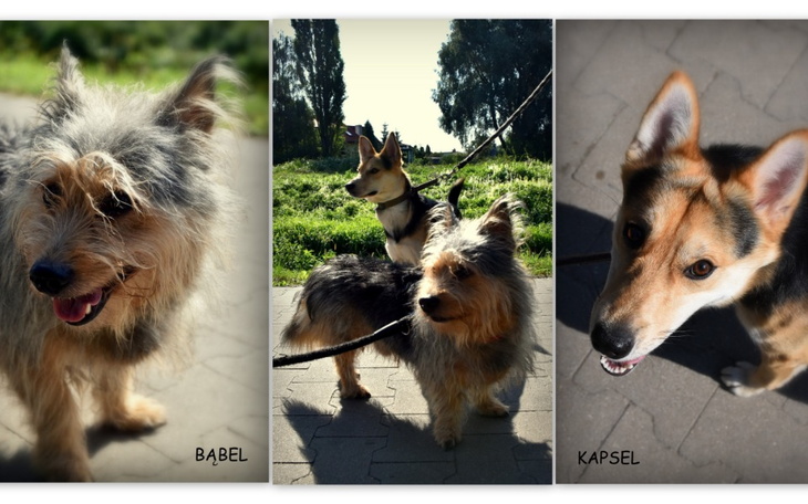 Zbiórka Psie sieroty po zmarłej Ani - zdjęcie główne