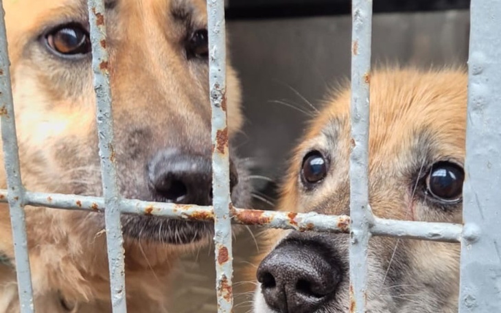 Dwa psy patrzące przez kraty, czekające na nowy dom.