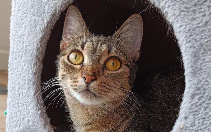 Zbiórka Kotka jest w potrzebie - zdjęcie główne