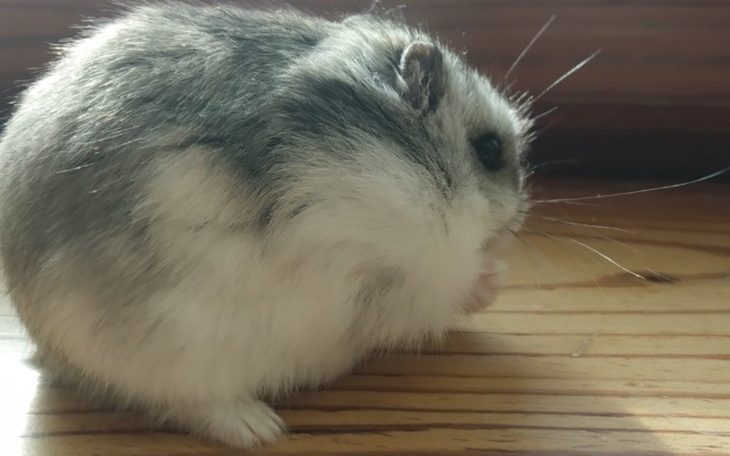 Zbiórka Na życie Rubina - zdjęcie główne