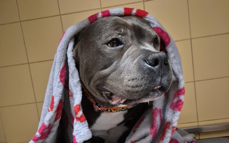 Zbiórka A.N Koka - zdjęcie główne