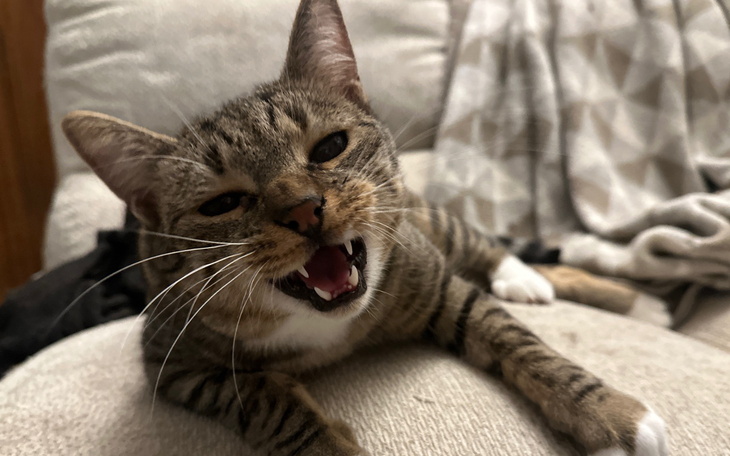 Kot leżący na kanapie, wydający dźwięki.