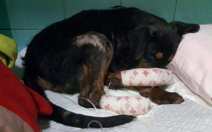 Zbiórka Leczenie bezdomnego Tuptusia - zdjęcie główne