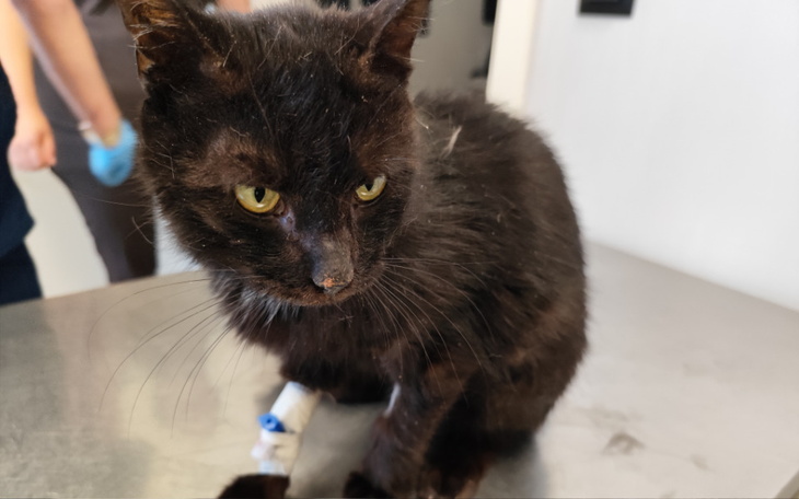 Czarny kot z opatrunkiem na łapie w klinice weterynaryjnej.