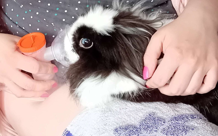 Królika karmionego butelką przez osobę z różowymi paznokciami.