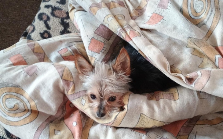 Zbiórka Na operację i rehabilitację Buni - zdjęcie główne