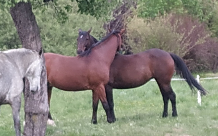Zbiórka Promyk radości dla Pauli - zdjęcie główne