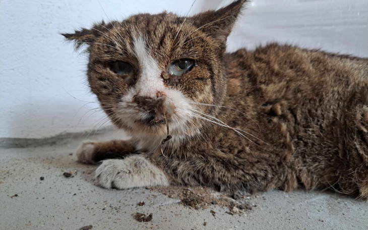 Zbiórka Ratowanie życia Szczęściary - zdjęcie główne