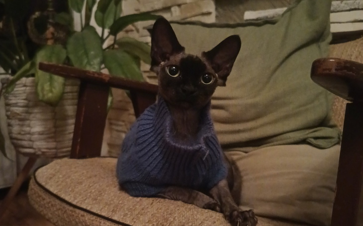 Kot w niebieskim sweterku siedzący na kanapie.