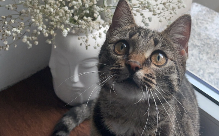 Kot siedzący na stole, z kwiatami w tle.