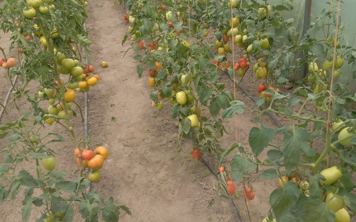 Zbiórka Leczenie zębów pomoc - zdjęcie główne