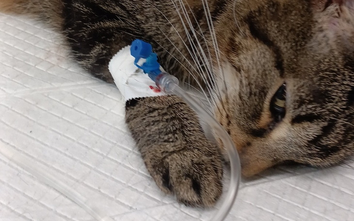 Zdjęcie przedstawiające zwierzęta w potrzebie, które potrzebują wsparcia.