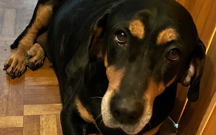 Zbiórka Operacja i rehabilitacja Figuni - zdjęcie główne