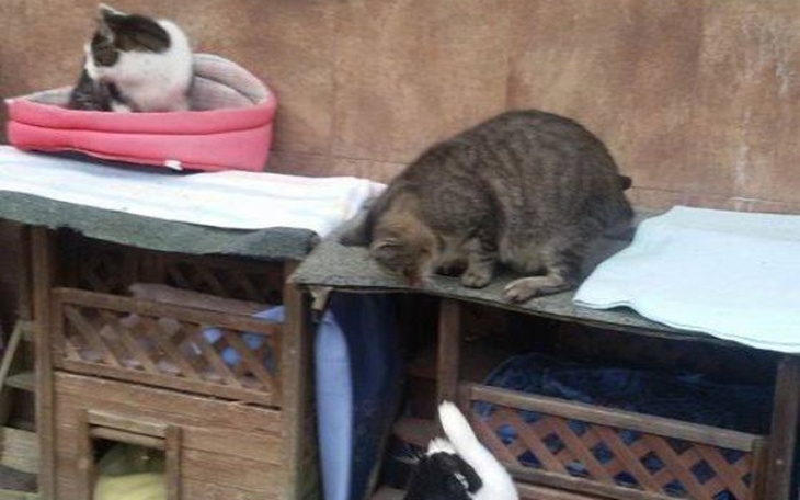 Zbiórka Budki dla bezdomnych kotów... - zdjęcie główne