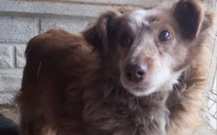 Stary pies z brązowym futrem, patrzący w kamerę.