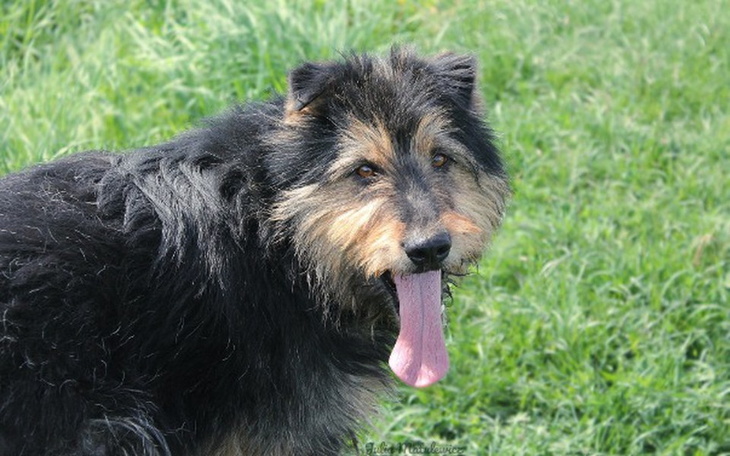 Zbiórka Gustaw -zbiera na budę i kojec - zdjęcie główne