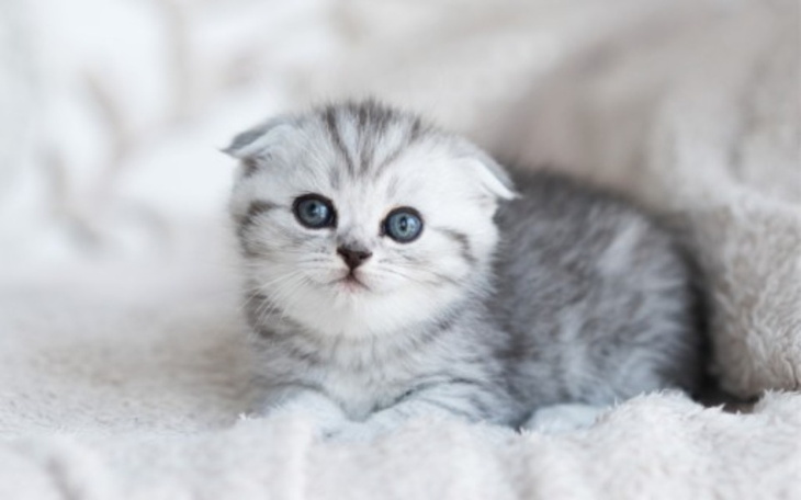 Zbiórka Zbieram na kotke - zdjęcie główne