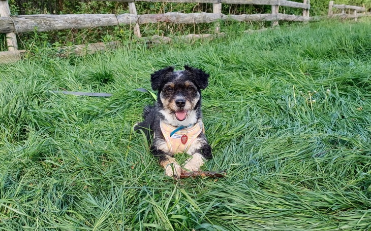 Zbiórka Łapka Briana - zdjęcie główne