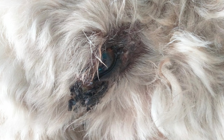 Zbiórka Lekarstwo dla mojego pieska - zdjęcie główne