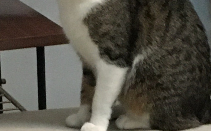 Zbiórka Kotki sterylizacja - zdjęcie główne