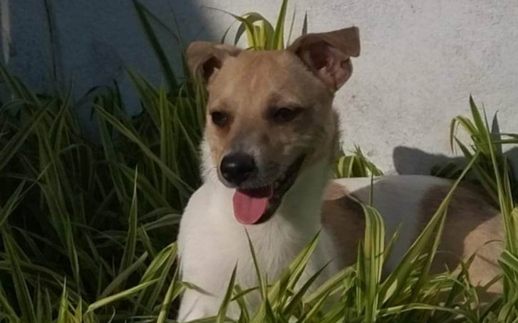 Zbiórka Prosimy o pomoc dla Płatka - zdjęcie główne