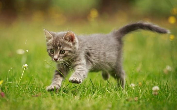 Zbiórka Operacja tchawicy kotka - zdjęcie główne