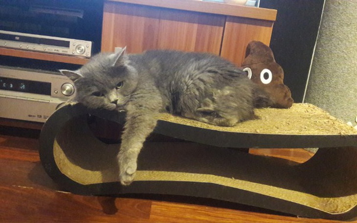 Zbiórka Mela - walka o życie. - zdjęcie główne