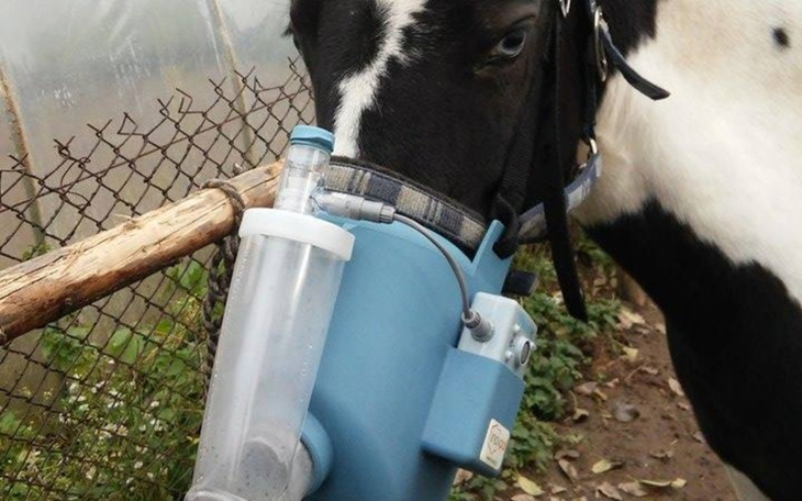 Zbiórka Inhalator dla koni z Komorowa - zdjęcie główne