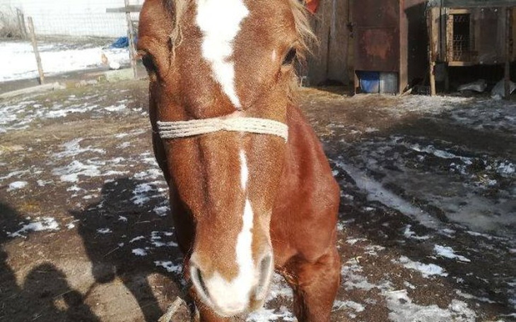 Zbiórka Uratujmy jeszcze 1 życie - zdjęcie główne