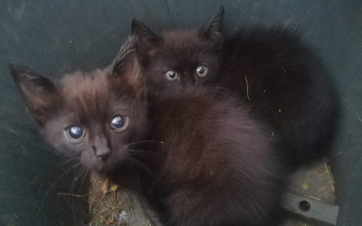 Zbiórka Bobasy z długiem - zdjęcie główne