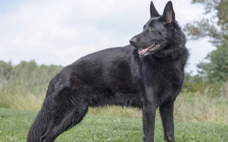 Zbiórka Na Owczarka Niemieckiego FCI - zdjęcie główne