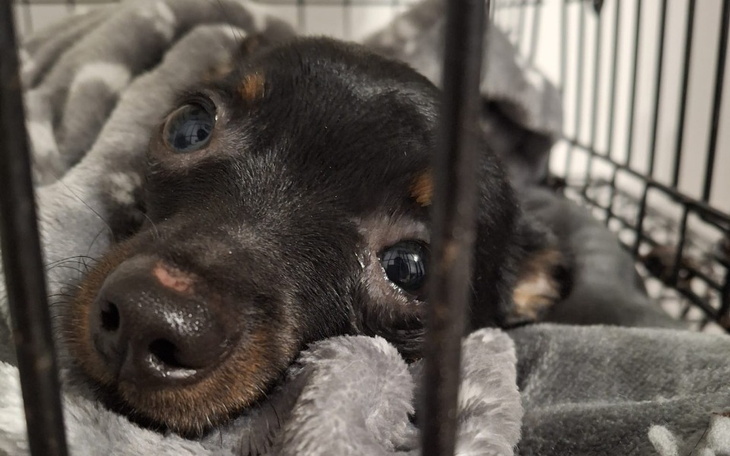 Smutny piesek leżący w klatce, otulony kocem.