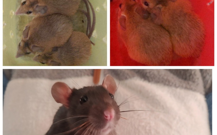 Zbiórka Nie chcieli nas, wyrzucili... - zdjęcie główne