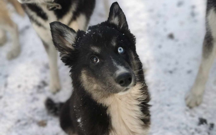 Widok na śnieżne otoczenie z psem w centrum.