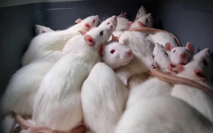 Grupa białych szczurów w jednym pojemniku.