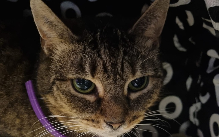 Kot z bliska, z wyrazistymi oczami i fioletową obrożą.