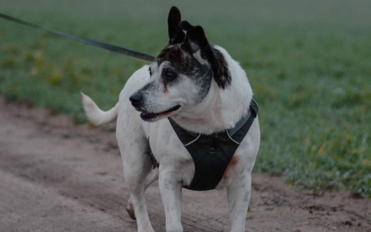 Zbiórka Fiona całe życie na łańcuchu - zdjęcie główne