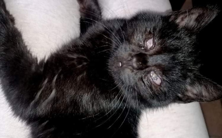 Zbiórka Naprawmy oczka Vincenta - zdjęcie główne