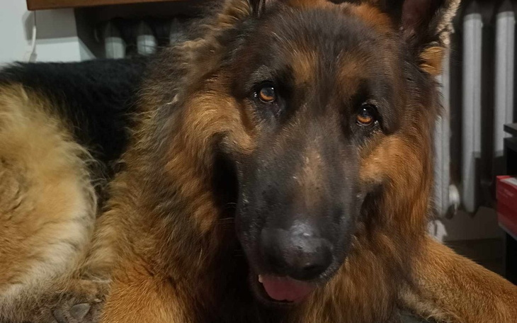 Zbiórka Mój chory psijaciel MISIEK - zdjęcie główne