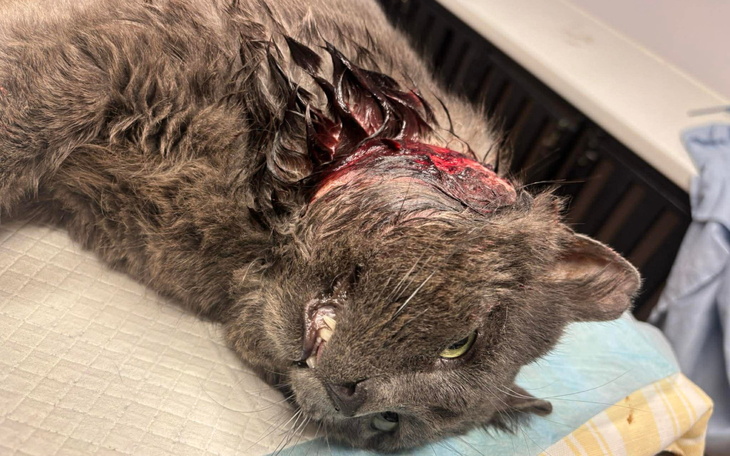 Kot z poważnym urazem szyi, leżący na stole.