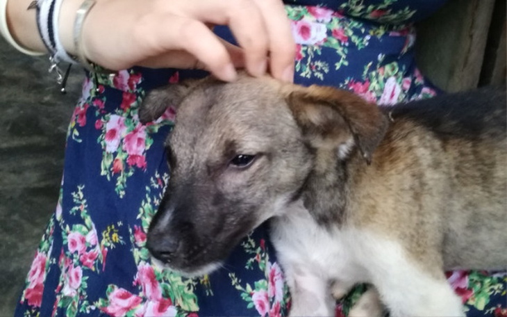 Zbiórka Chcę uratować psa z Azji - zdjęcie główne