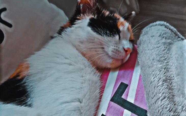 Zbiórka Fibi chce jeszcze żyć - zdjęcie główne