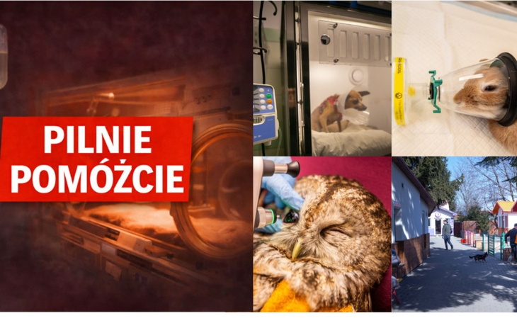 Kolaż zdjęć z prośbą o pomoc dla zwierząt w potrzebie.