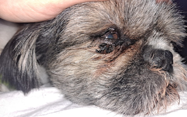 Zbiórka Zabieg oka, zmiana nowotworowa - zdjęcie główne