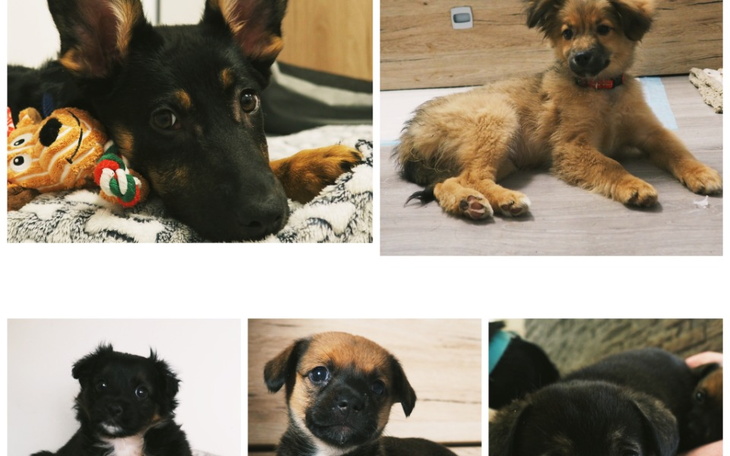 Zbiórka Opłaty weterynaryjne -szczeniaki - zdjęcie główne